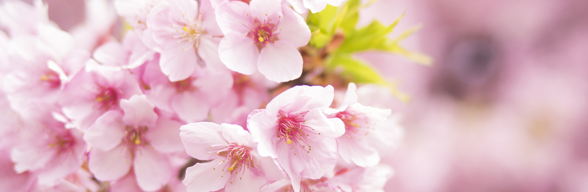 EPFD ディプロマ合格者一覧